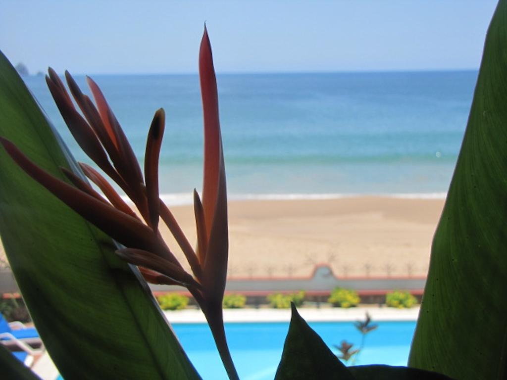 La Paloma Oceanfront Retreat Hotel San Patricio Melaque Cameră foto